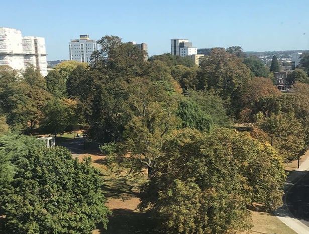 Trees in Southampton city centre