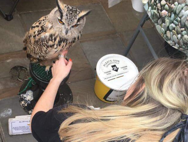 Birds of Prey stall, Worcester
