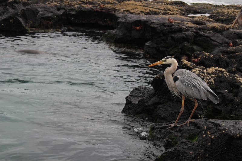 Great Blue Heron, Santiago