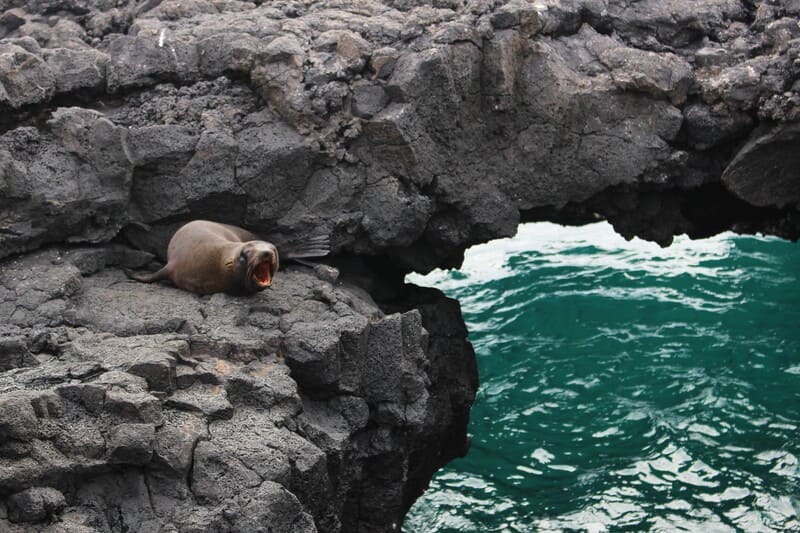 Sea lion on rocks, Santiago 