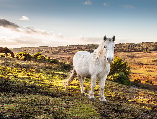 New Forest ponies