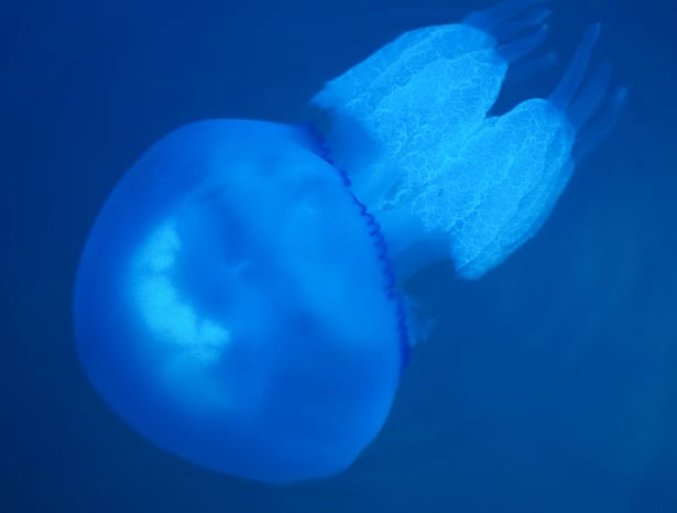 Jellyfish