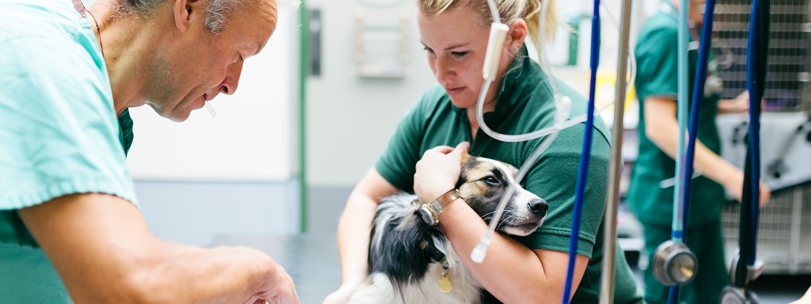 Young apprentice veterinary nurse comforting a dog
