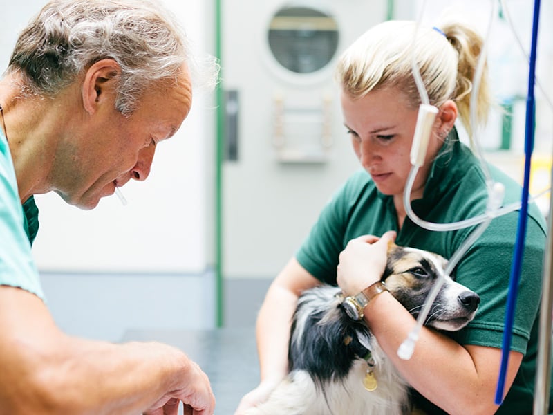 apprentice veterinary nurse comforting a dog