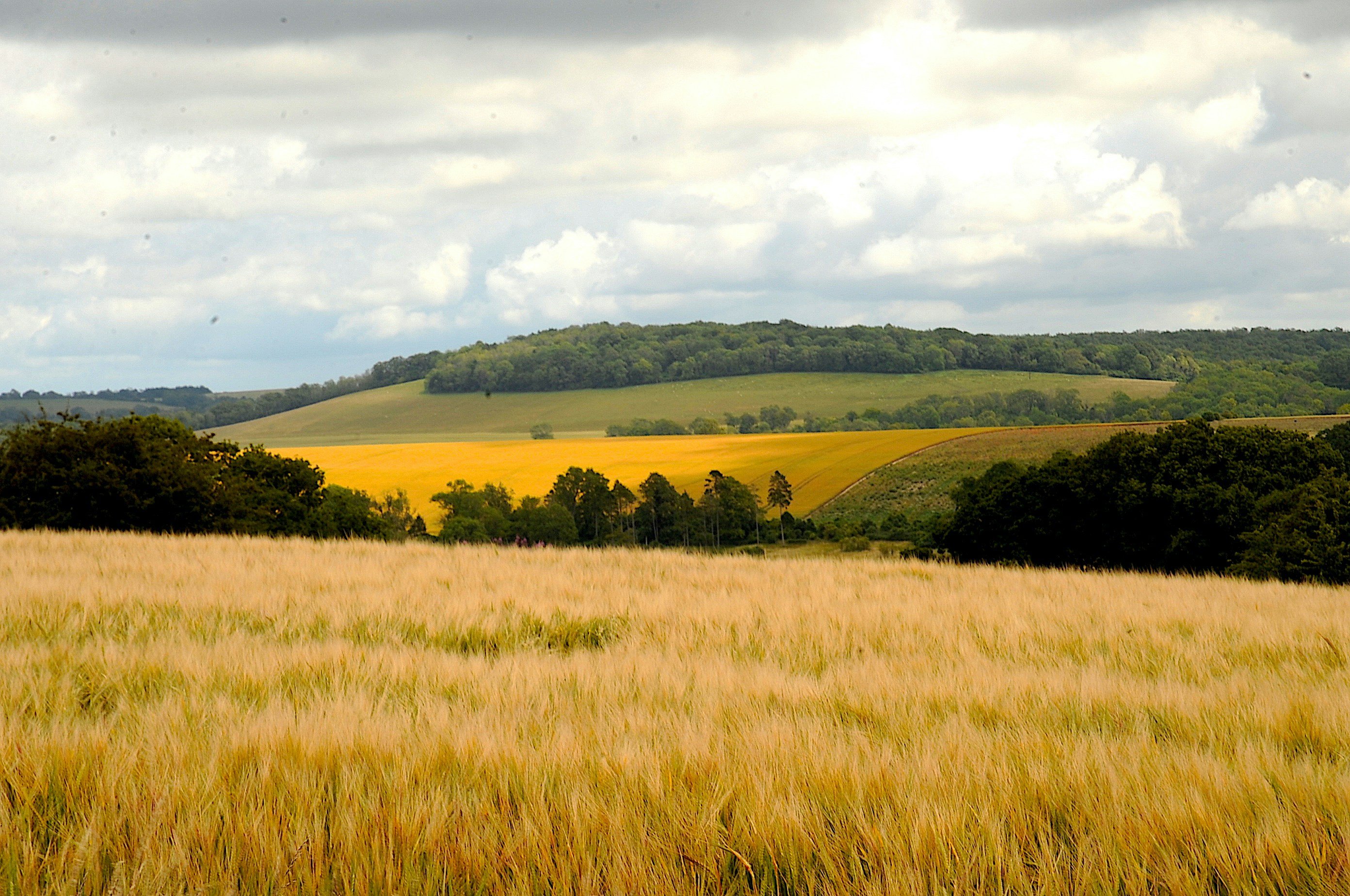 south downs national park