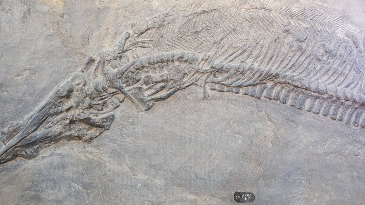 Archaeology subject guide fossil