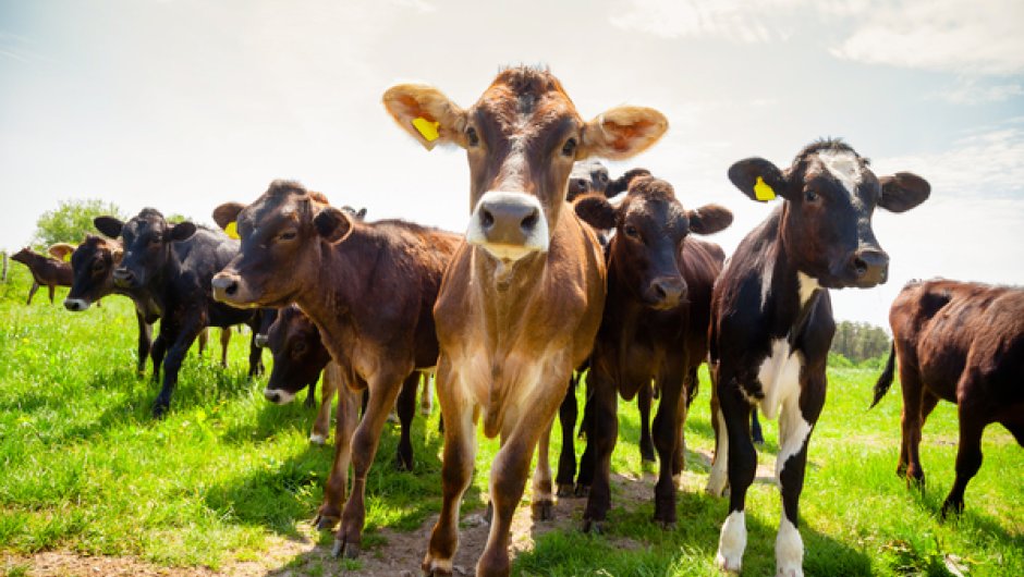 Cows in a field