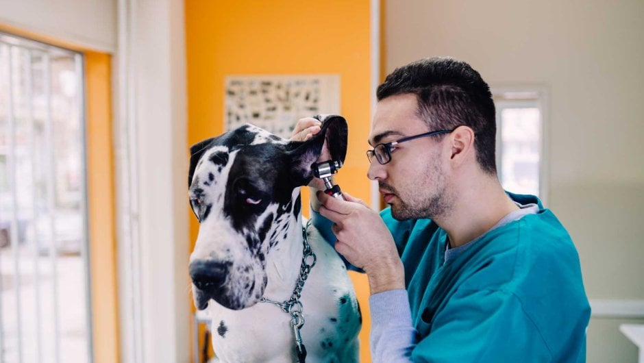 Vet with dog