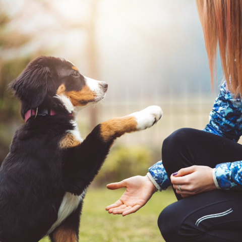 dog and girl shaking paw