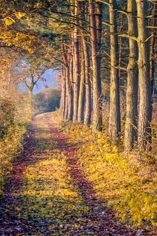Wood path in Nottinghamshire