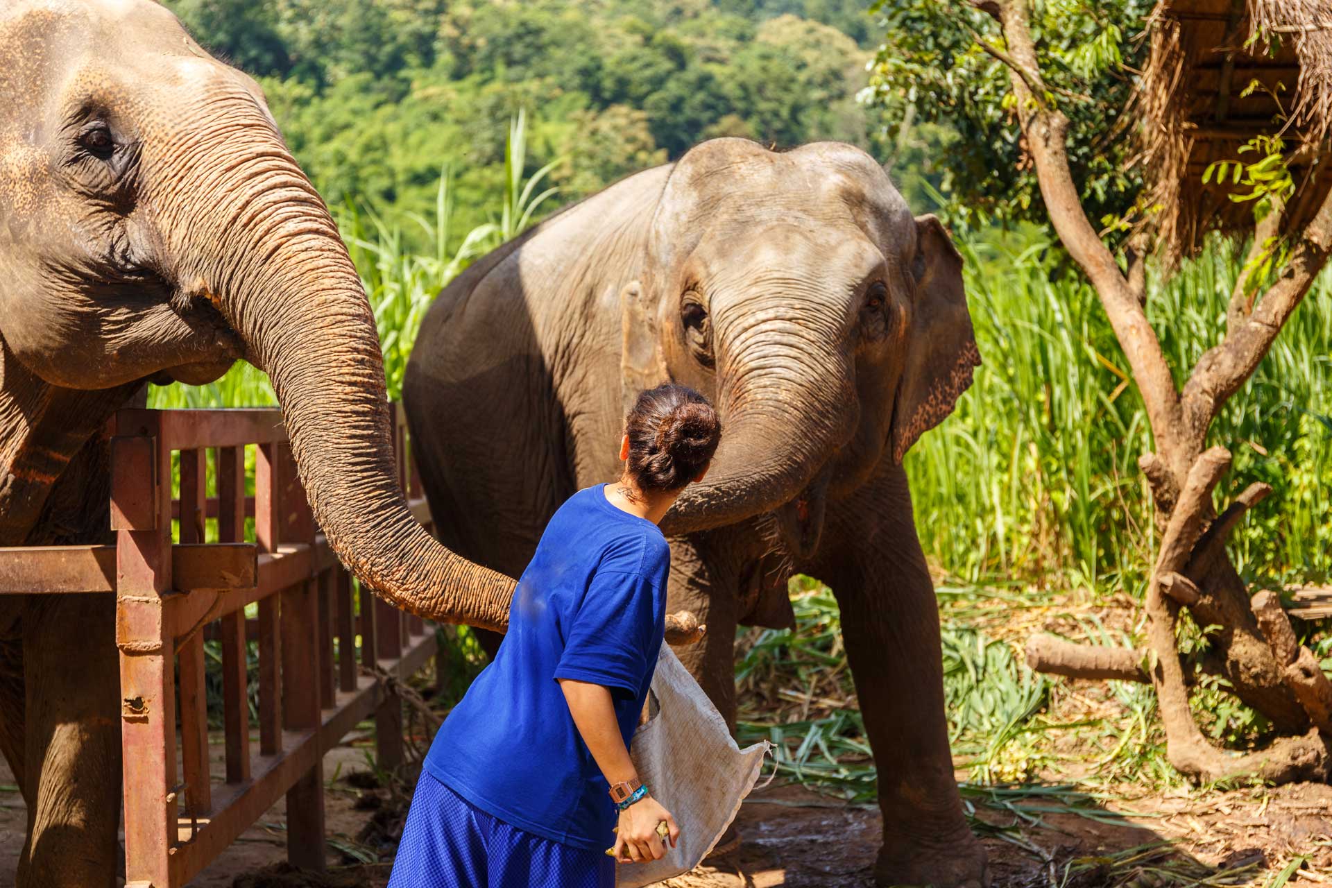 Elephants feeding